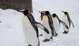 吃瓜网红企鹅,揭秘娱乐圈背后的秘密